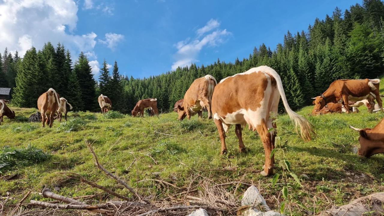 Mountain Eco Chalet Konjska Dolina On 1400 M Asl -Near Pokljuka Srednja Vas v Bohinju Esterno foto
